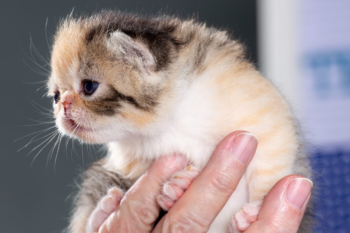 TESCats_Stacie_May26,2026-24 black/white male exotic shorthair kitten for sale
