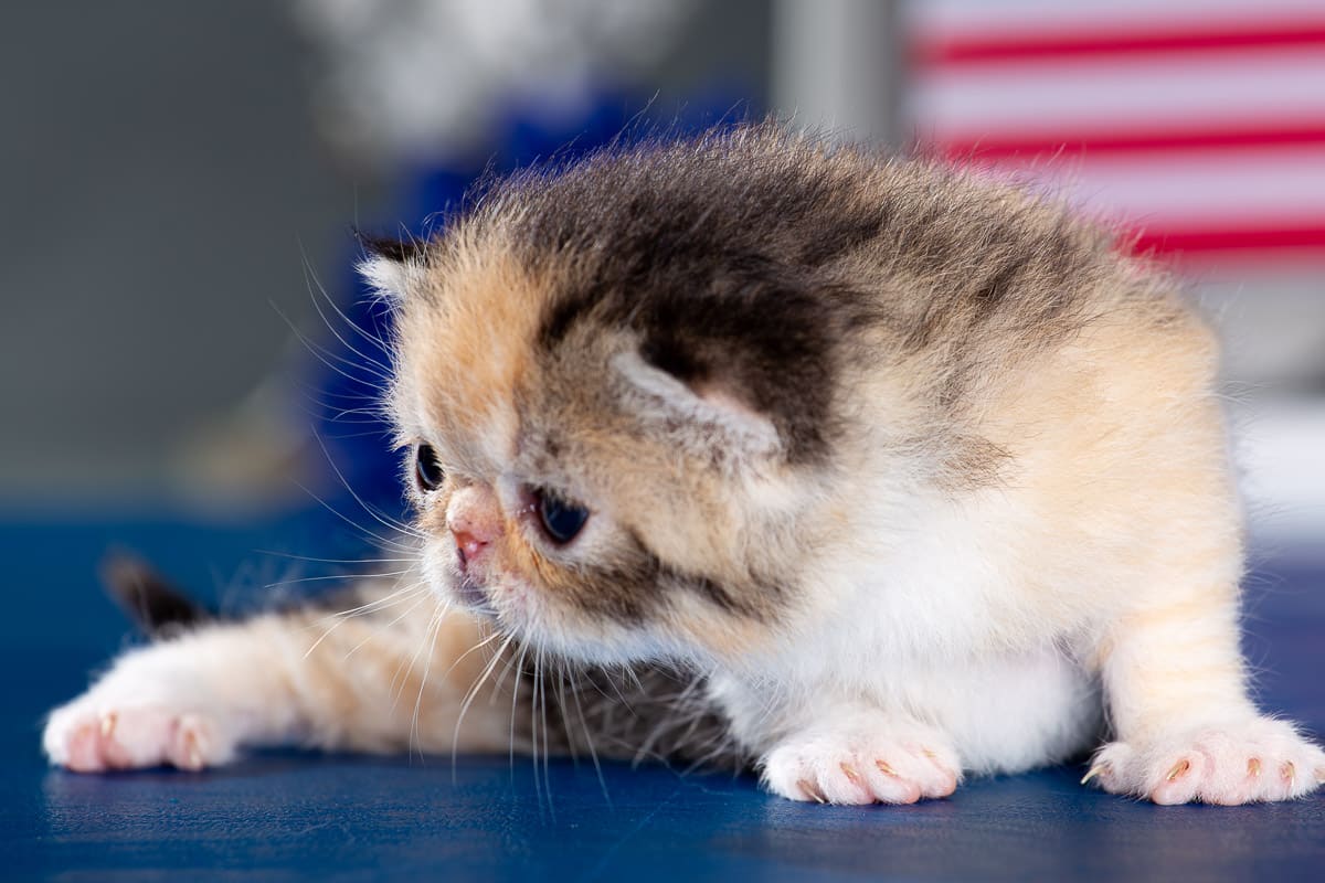 TESCats_Stacie__May26,2026-21 black/white male exotic shorthair kitten for sale
