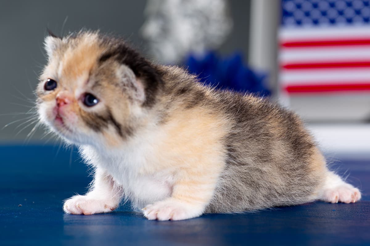 TESCats_Stacie__May26,2026-23 black/white male exotic shorthair kitten for sale